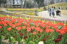 国営讃岐まんのう公園にてチューリップが…