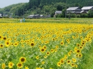 明日から「帆山ひまわりまつり」開催！　　※7月15日空室あります