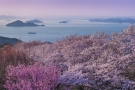 2019年　桜スポット②~紫雲出山～