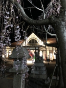 琴平駅前の桜