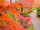 香川県の紅葉スポット（金刀比羅宮裏参道）