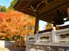 【雲辺寺】紅葉が見頃！「天空のブランコ」で絶景も堪能♪