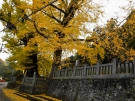 【岩部八幡神社】樹齢600年、樹齢400年！2つの大イチョウが見頃♪