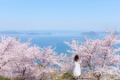 【紫雲出山】瀬戸内海とサクラの共演🌸お花見はオンラインでご予約を！