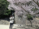 【栗林公園】見頃の桜が増えてきました♪
