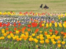 【国営讃岐まんのう公園】春らんまんフェスタ♪春のフラワーリレー満喫♪