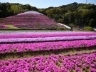 【芝桜富士】香川県東かがわ市にある富士山をかたどった芝桜の私設公園♪