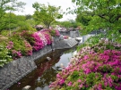 【仏生山公園】ピンク、紫、白のツツジが見頃♪　ツツジのトンネルがインスタ映えしそう♪