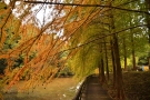 【香川の紅葉スポット】満濃池森林公園★メタセコイヤ並木も色づき始めました