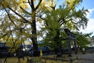 【香川の紅葉スポット】岩部八幡神社★樹齢700年、400年超の2本の大銀杏が間もなく見頃♪