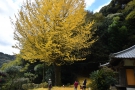 【香川の保存木】「釈迦堂のイチョウ」と「薬師院のイチョウ」の黄葉が見頃♪