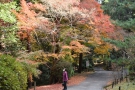 【金刀比羅宮】紅葉見頃です♪