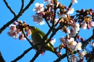 【丸亀市・福成寺】一足早く春を感じさせてくれる寒桜とメジロちゃん♪