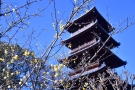 【本山寺】四国霊場第70番札所～五重塔近くのロウバイが咲き始めています。
