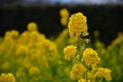 【国営讃岐まんのう公園】寒咲きナノハナ,ニホンズイセンなど早春の花々が咲き始めています