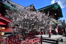 香川の梅の名所【滝宮天満宮】2本の飛梅の花が今週末頃に見頃を迎えそう