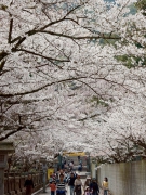 【金刀比羅宮】今年は3月25日開花予想★※桜馬場に桜のトンネルができます