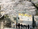 【金刀比羅宮】桜の開花予想は3月23日！お花見をしながら華やかに参拝♪