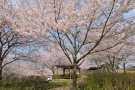 まんのう公園で「春らんまんフェスタ」開催！