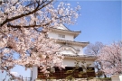 【丸亀城】約650本の桜が艶やかに共演★「桜まつり」を開催予定！