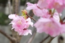 【桜開花速報②】湯上り処・陽光桜