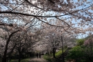 【善通寺五岳の里　市民集いの丘公園】春らんまん★桜・ネモフィラ・チューリップが見頃♪