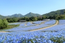 【国営讃岐まんのう公園】春らんまんフェスタ★55万本のネモフィラが見頃♪　　※桜の抄GW空室状況のご案内