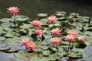 【特別名勝　栗林公園】約200株のスイレンが見頃♪芙蓉沼のハスの花咲き始め