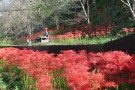 【宝山湖公園】香川の彼岸花群生地★彼岸花・睡蓮が見頃を迎えています。