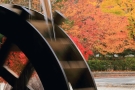 【紅葉スポット】香川用水記念公園　※例年11月上旬～中旬が見頃