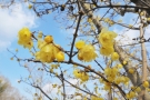 【国営讃岐まんのう公園】早春の花々が咲き始めています（梅、ロウバイなど）