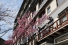 「陽光桜」が見頃♪　琴平町内 桜の開花情報