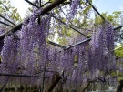 【岩田神社】樹齢約840年超といわれる孔雀藤が圧巻！4月中旬～下旬が見頃。