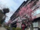 ​桜の抄周辺、春爛漫🌸陽光桜が見頃です！