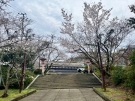 🌸 桜の開花状況のお知らせ 🌸琴平町公会堂（3部咲き）