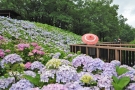 「紫陽花と華風呂に癒される、初夏の週末旅へ」