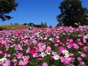 The Sanuki Mannou Park