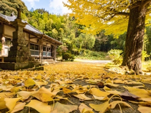 Best foliage spots of Kagawa - 2