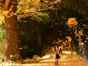 Best foliage spots of Kagawa county!