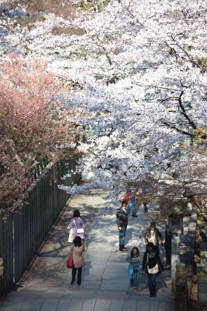 Famous cherry blossom spots - 2