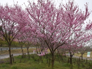 Spring Flower are blossoming at Sanuki Manno Park
