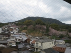 Sakura trees are blossoming by the way to Konpirasan~