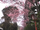 Sakura is blossoming by the road of Kotohira