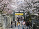 Sakurababa - one of the famous sightseeing spot during the sakura season.