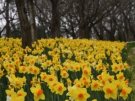 Spring Flower are blossoming at Sanuki Manno Park