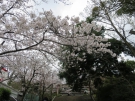 Famous spots of sakura blossom viewing ①