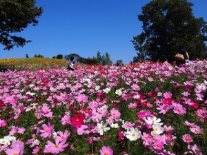 讚岐萬能公園