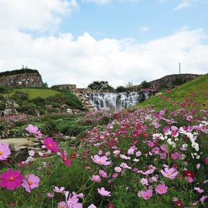 「國營讚岐滿濃公園」秋季花展開催！