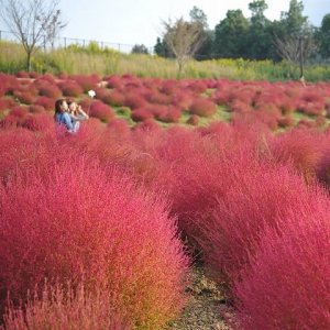 「國營讚岐滿濃公園」秋季花展開催！