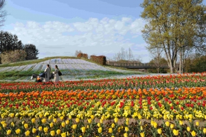 國營讚岐滿濃公園-春季浪漫旅開始囉！！